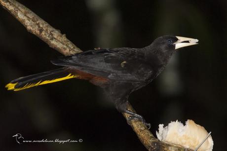 Yapú (Crested Oropendola) Psarocolius decumanus