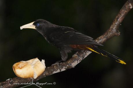 Yapú (Crested Oropendola) Psarocolius decumanus