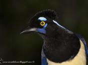 Urraca común (Plush-crested Jay) Cyanocorax chrysops