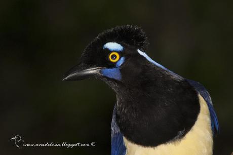 Urraca común (Plush-crested Jay) Cyanocorax chrysops
