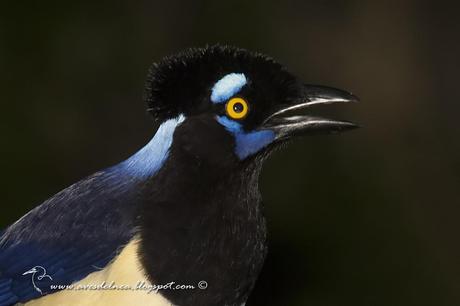 Urraca común (Plush-crested Jay) Cyanocorax chrysops