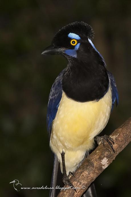 Urraca común (Plush-crested Jay) Cyanocorax chrysops