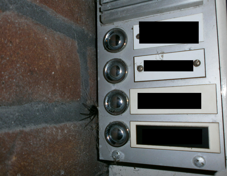 Un visitante inesperado o no sólo de arañas vive Holanda