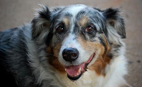 Perro de color mirlo