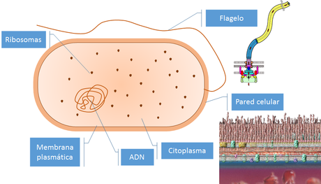 La célula II: La estructura de las células (nivel básico)