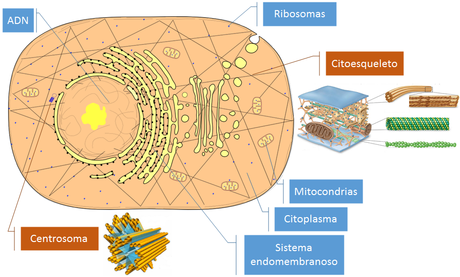 La célula II: La estructura de las células (nivel básico)