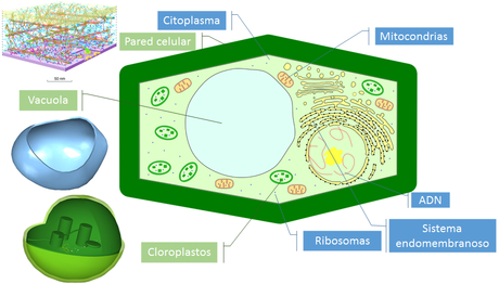 La célula II: La estructura de las células (nivel básico)