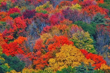 Curiosidades del otoño
