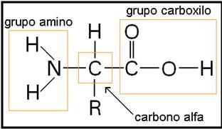 Proteínas