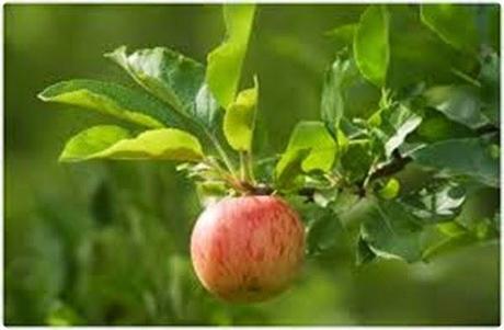 fiesta-manzana-8_thumb2