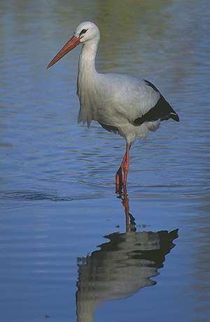 La asertividad, asignatura pendiente en la maternidad ciguena