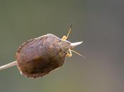 Eurygaster austriaca (Schrank, 1776) Sampedrito trigo