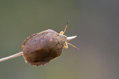 Para ampliar Eurygaster austriaca (Schrank, 1776) Sampedrito del trigo hacer clic