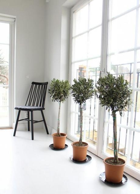 quiero un olivito quiero un olivito