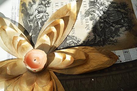 Flores de loto con el papel del horno