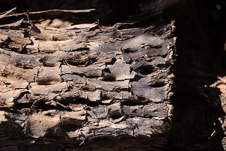 Carpintería Carpintería