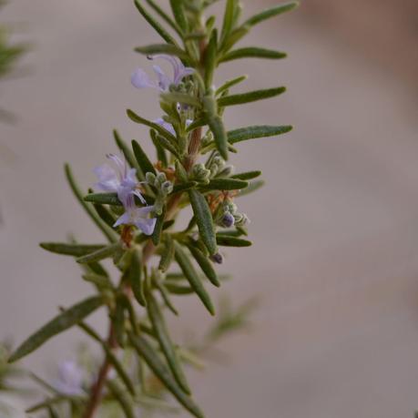 FOCACCIA DE LIMÓN Y ROMERO
