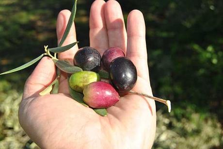 Blogueros de gastronomía Jaén AOVE 2.0 427