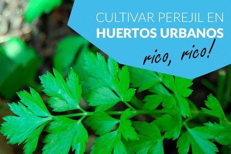 Cómo plantar perejil – huertos urbanos aromáticos