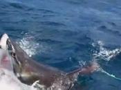 Terrorífico ataque caníbal entre tiburones blancos (vídeo)
