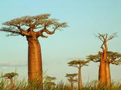 ¿conoces aceite baobab para nutrir piel?
