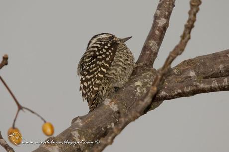 Carpintero bataraz chico (Checkered Woodpecker) Picoides mixtus