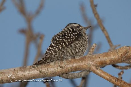 Carpintero bataraz chico (Checkered Woodpecker) Picoides mixtus