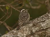 Carpintero bataraz chico (Checkered Woodpecker) Picoides mixtus