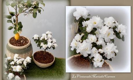 DECORANDO MACETEROS  +  PROYECTO LIMONERO