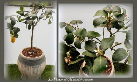 DECORANDO MACETEROS  +  PROYECTO LIMONERO