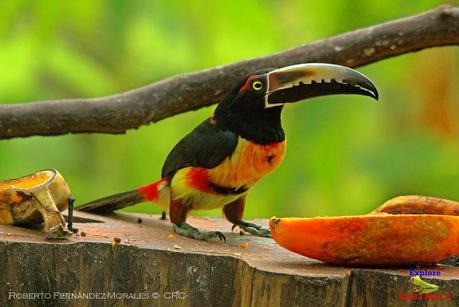 Frog's Heaven -Aves-  -Horquetas de Sarapiquí, Heredia-