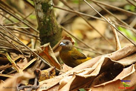 Frog's Heaven -Aves-  -Horquetas de Sarapiquí, Heredia-