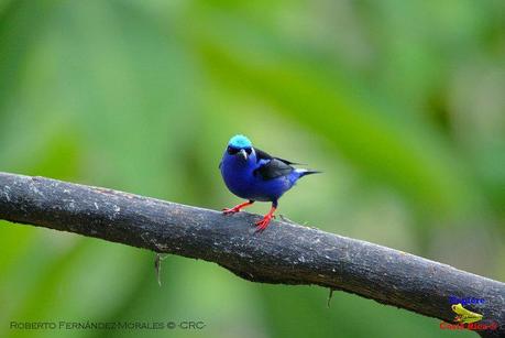 Frog's Heaven -Aves-  -Horquetas de Sarapiquí, Heredia-