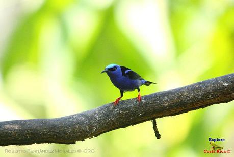 Frog's Heaven -Aves-  -Horquetas de Sarapiquí, Heredia-