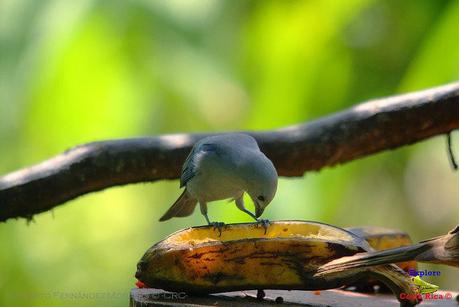 Frog's Heaven -Aves-  -Horquetas de Sarapiquí, Heredia-