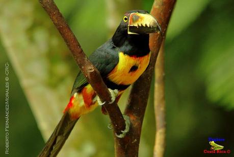 Frog's Heaven -Aves-  -Horquetas de Sarapiquí, Heredia-