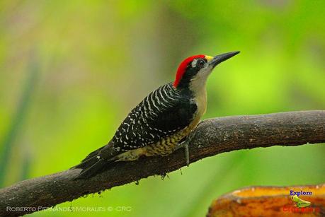 Frog's Heaven -Aves-  -Horquetas de Sarapiquí, Heredia-