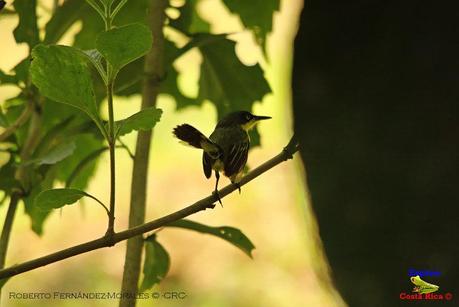 Frog's Heaven -Aves-  -Horquetas de Sarapiquí, Heredia-