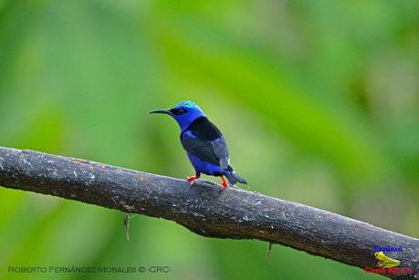 Frog's Heaven -Aves-  -Horquetas de Sarapiquí, Heredia-