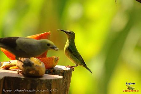 Frog's Heaven -Aves-  -Horquetas de Sarapiquí, Heredia-