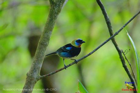 Frog's Heaven -Aves-  -Horquetas de Sarapiquí, Heredia-