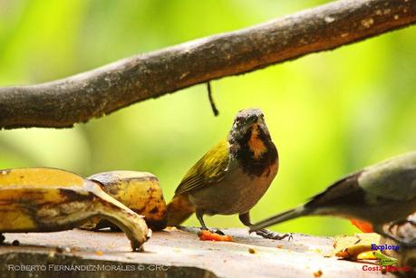 Frog's Heaven -Aves-  -Horquetas de Sarapiquí, Heredia-