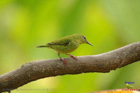 Frog's Heaven -Aves-  -Horquetas de Sarapiquí, Heredia-