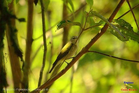 Frog's Heaven -Aves-  -Horquetas de Sarapiquí, Heredia-