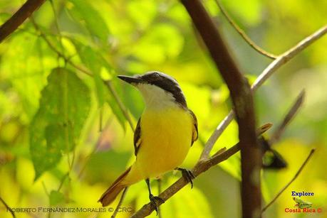 Frog's Heaven -Aves-  -Horquetas de Sarapiquí, Heredia-