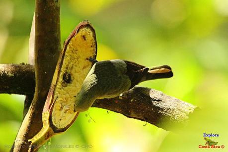 Frog's Heaven -Aves-  -Horquetas de Sarapiquí, Heredia-