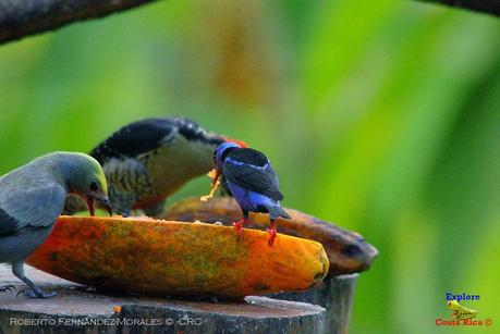 Frog's Heaven -Aves-  -Horquetas de Sarapiquí, Heredia-