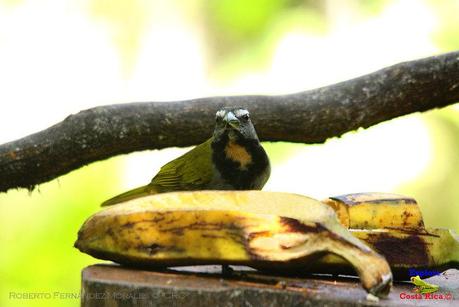 Frog's Heaven -Aves-  -Horquetas de Sarapiquí, Heredia-