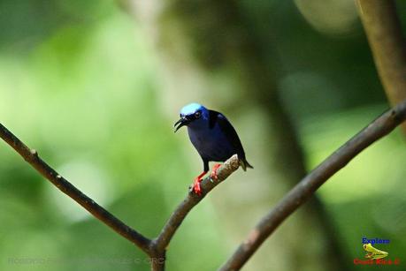 Frog's Heaven -Aves-  -Horquetas de Sarapiquí, Heredia-