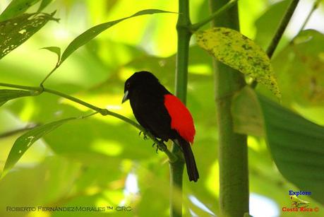 Frog's Heaven -Aves-  -Horquetas de Sarapiquí, Heredia-